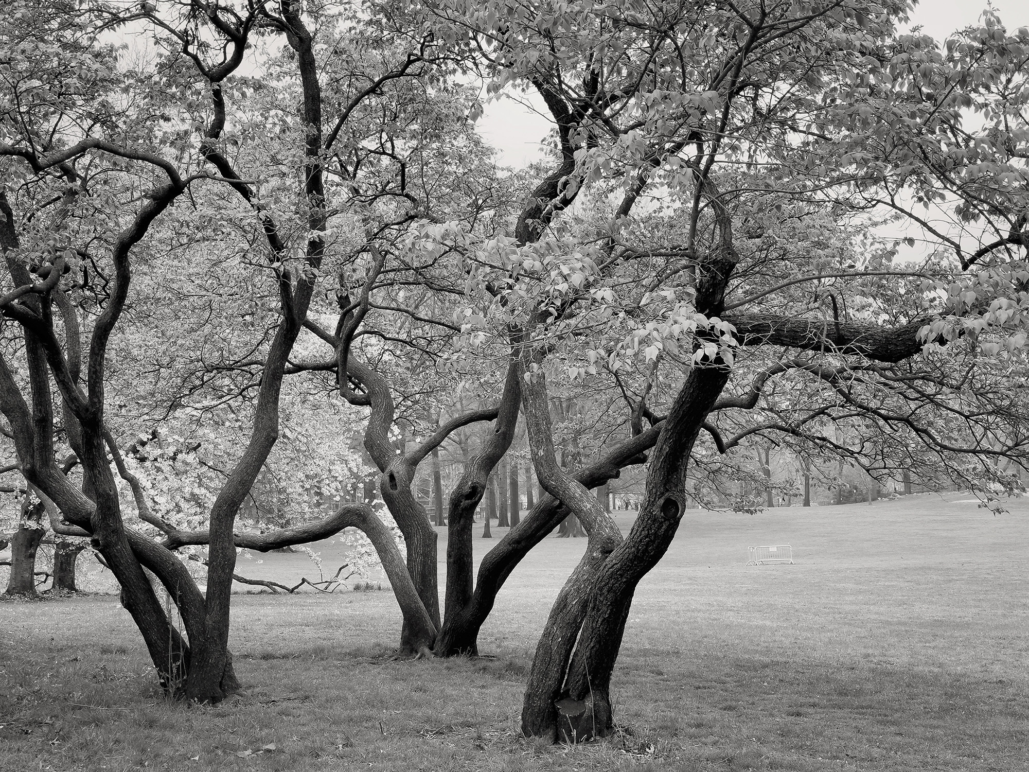 Christoph Radke, New York City, Central Park, 2024
